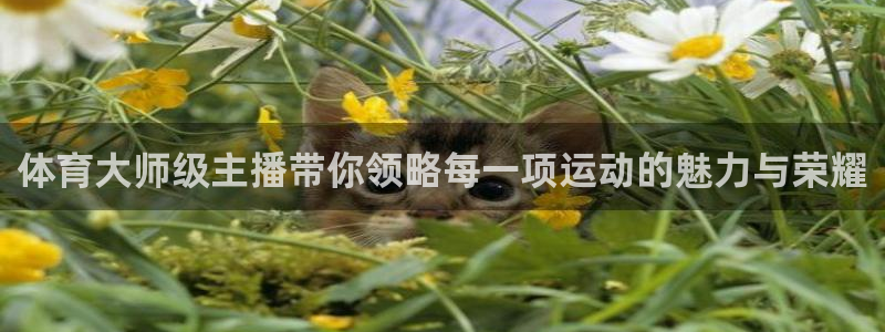 9球直播苹果版下载：体育大师级主播带你领略每一项运动的魅力与荣耀
