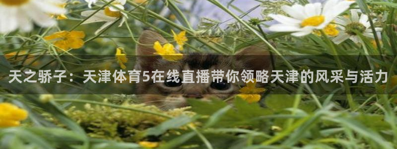 9球直播免费观看nba：天之骄子：天津体育5在线直播带你领略天津的风采与活力