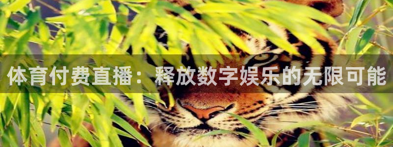 9球直播怎么看不了了：体育付费直播：释放数字娱乐的无限可能