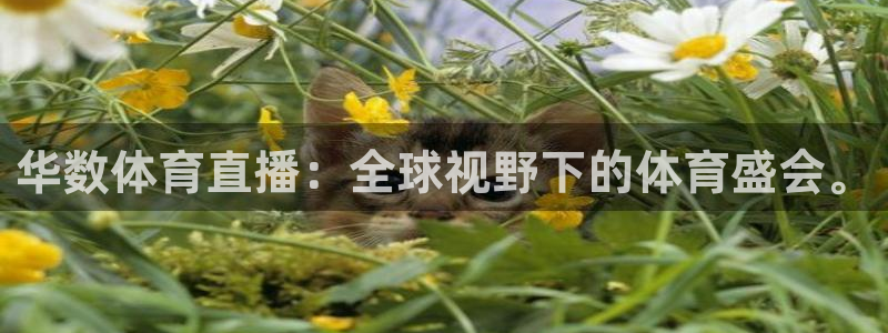 9球直播nba免费观看下载：华数体育直播：全球视野下的体育盛会。